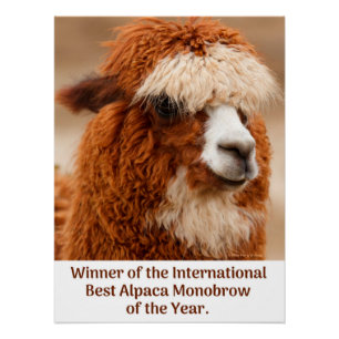 Pôster Melhor Sobrancelha Unica de Alpaca