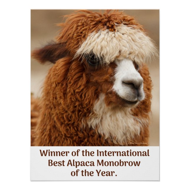 Pôster Melhor Sobrancelha Unica de Alpaca (Frente)