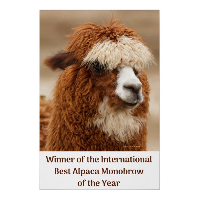 Pôster Melhor Sobrancelha Única de Alpaca (Frente)