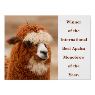 Pôster Melhor Sobrancelha Única de Alpaca