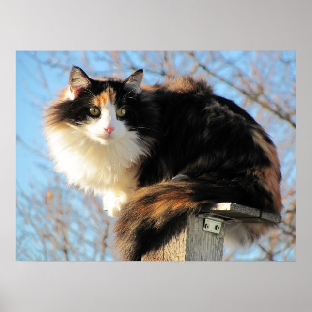Poster Melhor Ver Foto do Calico Cat (Frente)