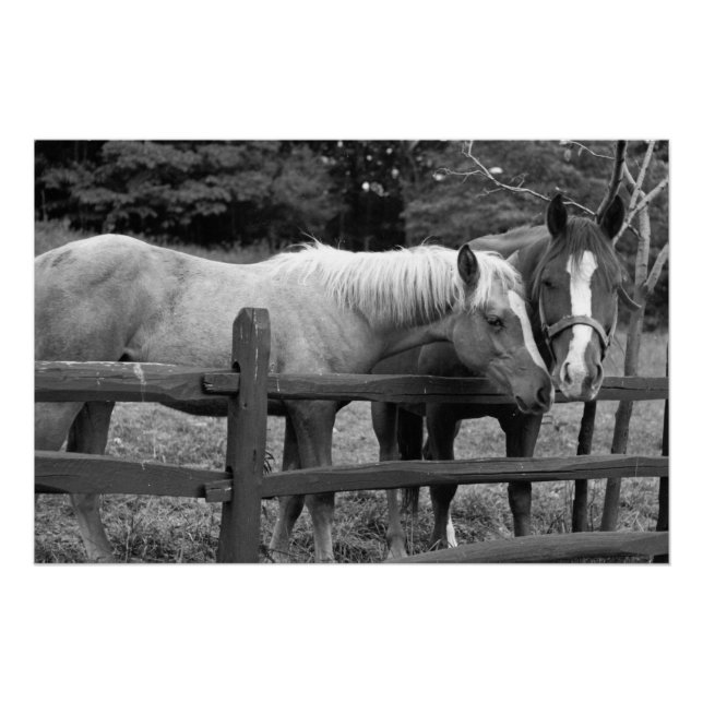 Pôster Melhores Amigos (Frente)
