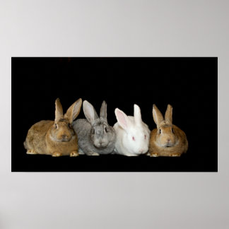 Pôster Melhores Amigos