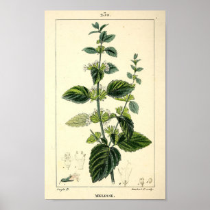 Poster Melisse, Lemon Balm (Melissa officinalis) Impressã