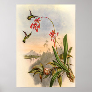 Poster Mellisuga Minima Beija-flores por John Gould