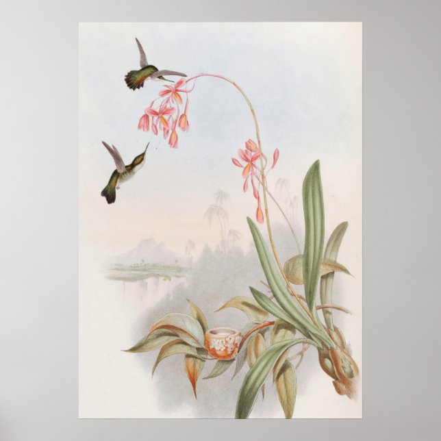 Poster Mellisuga Minima Hummingbirds by John Gould (Frente)