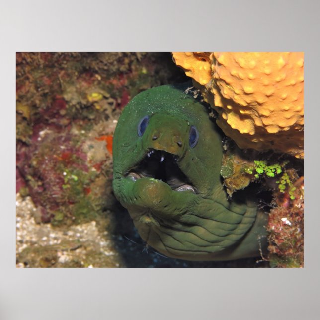 Poster Mellow Moray (Frente)