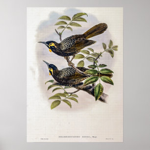 Poster Melro-de-Bates vintage por John Gould