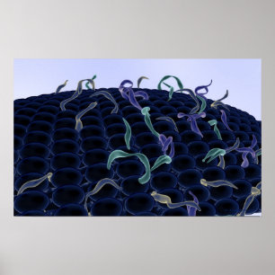 Poster Membrana celular amplificada