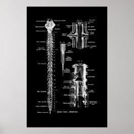 Poster Membrana da Anatomia da Medula Espiral