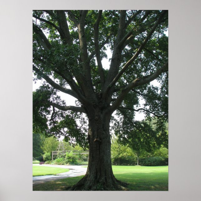 Pôster Membros (Frente)