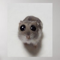 meme, hamster, meme de hamster, hamster triste, en