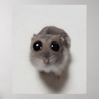 Poster meme, hamster, meme de hamster, hamster triste, en