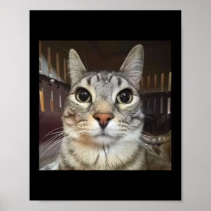 Poster Memória de Gato de Estreitamento de bobo