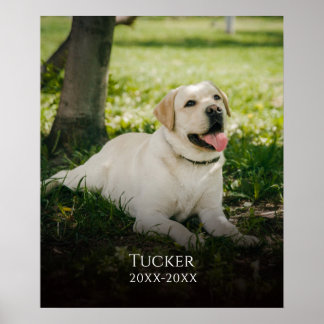 Poster Memorial do Nome da Pet de Fotografia Personalizad