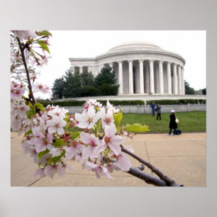 Pôster Memorial Thomas Jefferson com flores de cerejeira