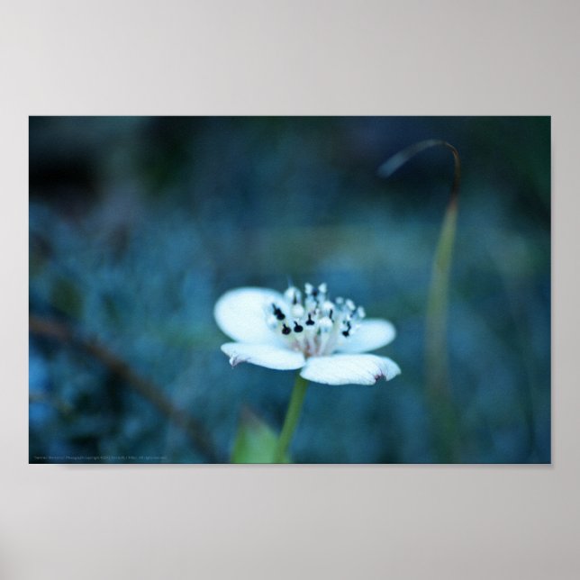 Pôster Memórias de Verão (Frente)