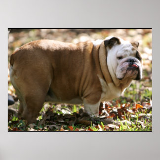 Pôster Menino Chamado Sue