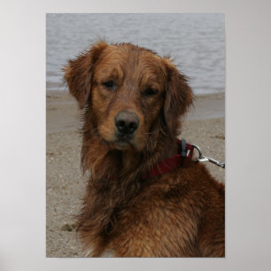 PÔSTER MENINO DE ÁGUA - GOLDEN RETRIEVER