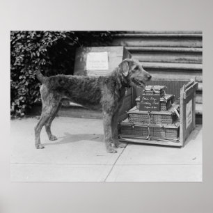 Pôster Menino do Laddie do feliz aniversario, 1920