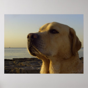 Pôster Menino orgulhoso