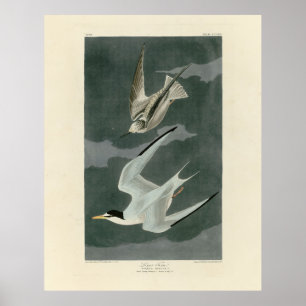 Poster Menos (Menos) Tern - Aves da América de Audubon