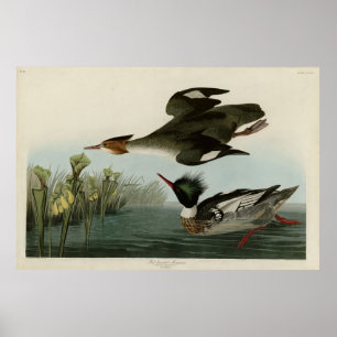 Poster Merganser de mamas vermelhas, os pássaros da Amé