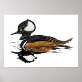 Poster Merganser Hooded