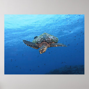 Poster Merging Hawksbill