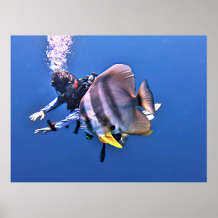 Poster Mergulhador e Batfish
