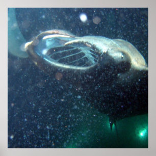Pôster Mergulhe com os Raios Manta - A Grande Ilha