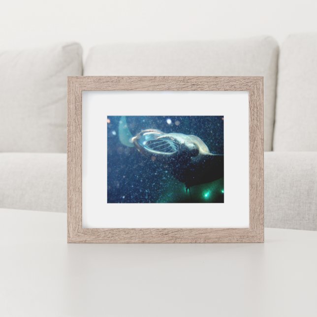 Pôster Mergulhe com os Raios Manta - A Grande Ilha (Criador carregado)