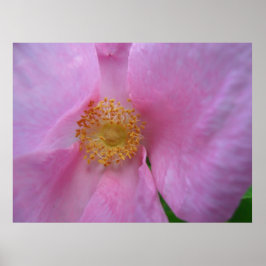 Poster Mergulhe na Zona das Flores!