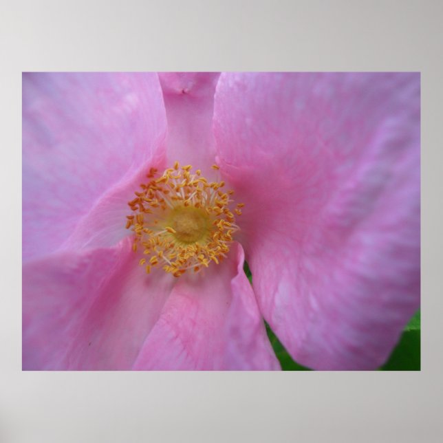 Poster Mergulhe na Zona das Flores! (Frente)