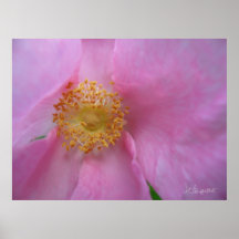 Mergulhe na Zona Flor!