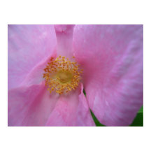 Mergulhe na Zona Flor!