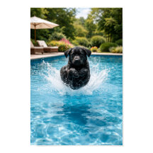 Mergulho de Filhote de Labrador Preto 