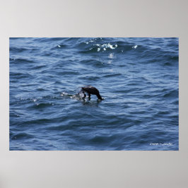 Pôster Mergulho em baixo