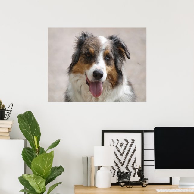 Poster merle pastor australiano (Escritório em casa)