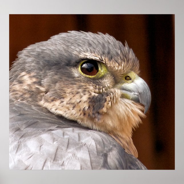POSTER MERLIN FALCON BIRD OF PREY (Frente)