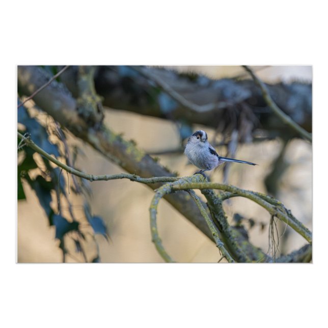 Pôster Mésange à longue queue posée (Frente)