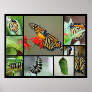 Poster Metamorfose