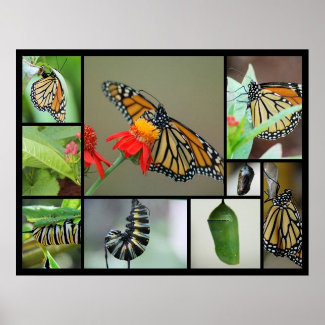 Poster Metamorfose (Frente)