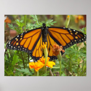 Pôster Meu Borboleta-poster do monarca