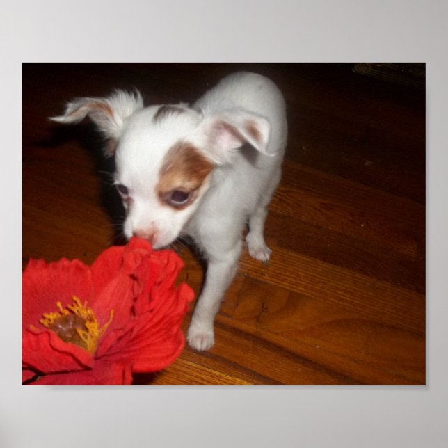 Pôster Meu Cachorro (Frente)