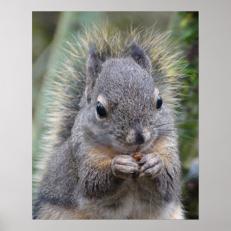 Pôster Meu Felpudo Amigo