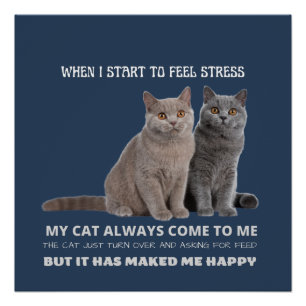 Pôster meu gato sempre me faz feliz poster