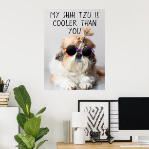 Poster Meu Shih Tzu É Mais Legal Do Que Seus Óculos De 
