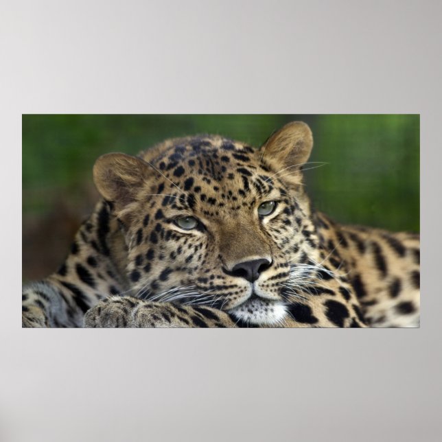 Pôster Meus últimos dias na Terra... (Frente)