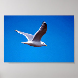 Poster Mew a gaivota em vôo
